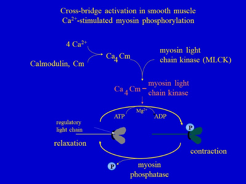 myosin light  chain kinase ATP ADP Mg2+ myosin phosphatase myosin light  chain
